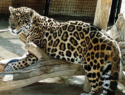 tigre